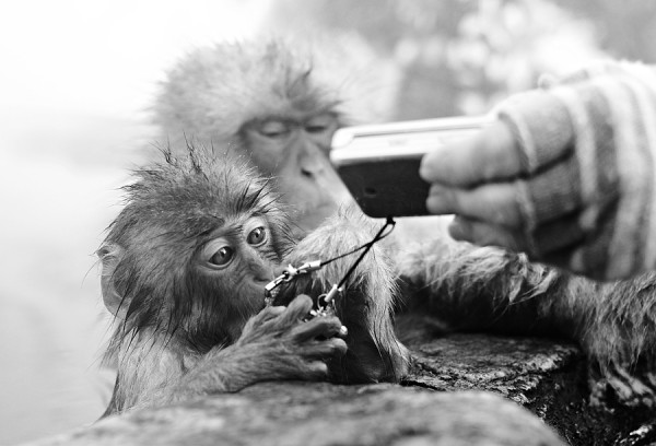 Monkey inspects phone