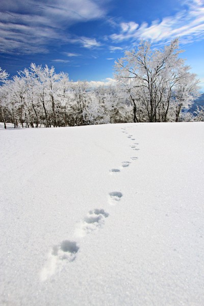 Footprints in the snow at Yamabiko.