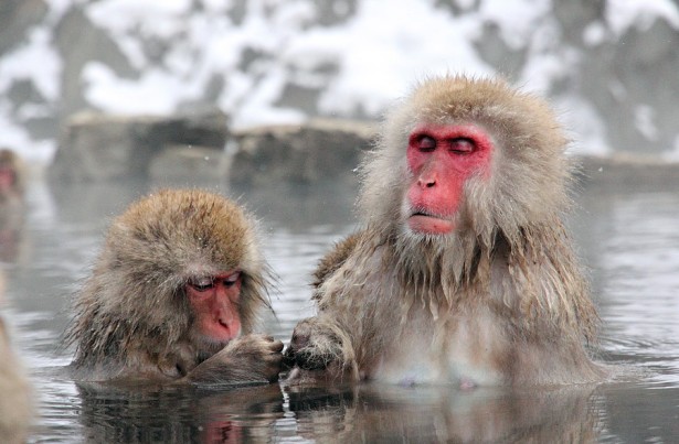 The nearby snow monkeys are well worth checking out on a non snow day
