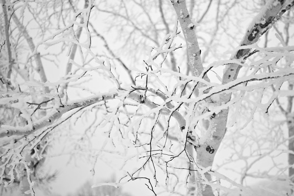 A regular fixture on the top half of Nozawa Onsen, the Birch Tree.