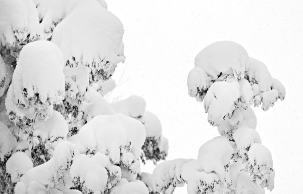 A snow loaded pine in Nozawa Onsen.