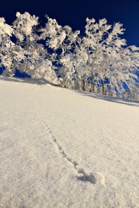 Nozawa Snow Report 09 March 2015 - Powder is coming!!