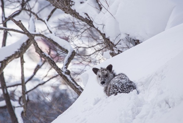 Nozawa Snow Report 16 February 2015 - A Happy Monday. Kamoshika in Nozawa.