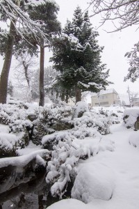 Nozawa Snow Report 29 January 2016: Nozawa is getting dumped on today!