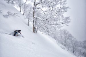 Nozawa Snow Report 24 January 2017