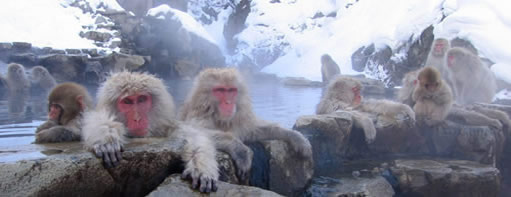 Nozawa Tours, Day tours from Nozawa Onsen